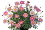 Argyranthemum-Bubblegum-Blast