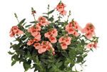 Diascia-Breezee-Plus-Apricot