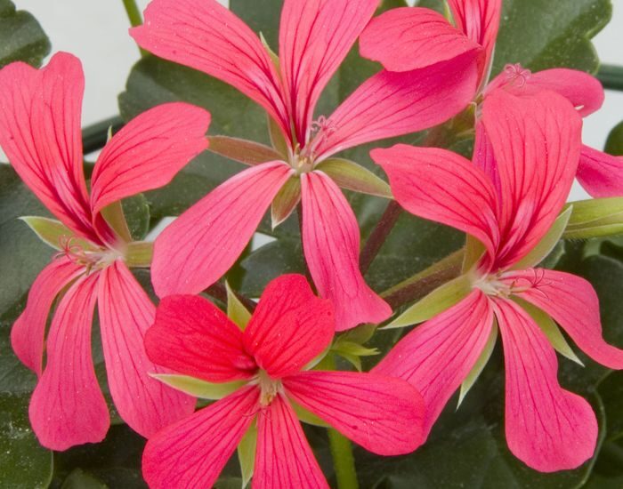 Pelargonium Peltatum Balcon Selecta