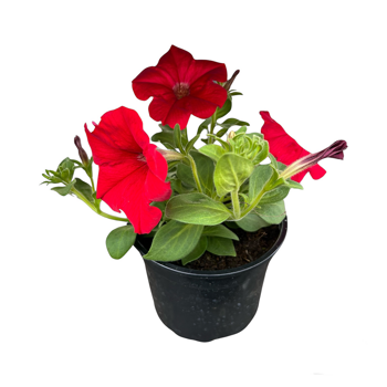 Петуния ампельная AlpeTunia 'Red '14' (S)