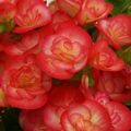 Begonia elatior Peggy (R)