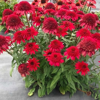 Эхинацея Echinacea SUNNY DAYS 'Ruby Experimental' (К)