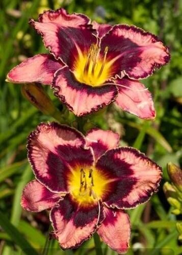 Лилейник  Hemerocallis Simmon s Overture