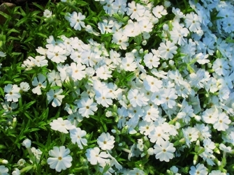 Флокс шиловидный Phlox subulata 'Fabulous White' (F)