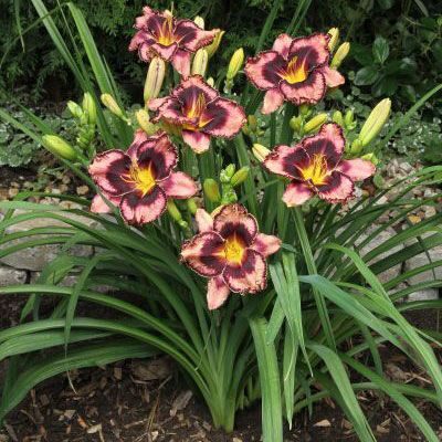 Лилейник  Hemerocallis Simmon s Overture