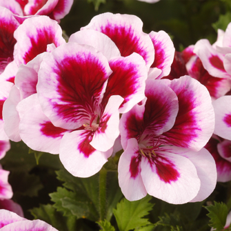 Candy Flowers Bicolor Detail