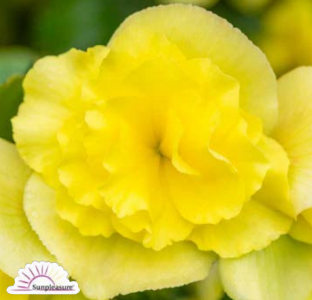 Бегония элатиор Sunpleasure® 'Yellow' (V)