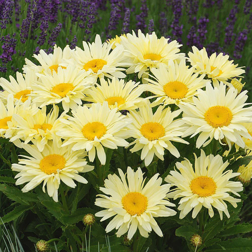 Леукантемум Leucanthemum 'Banana Cream'