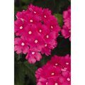 Verbena Estrella Hot Pink