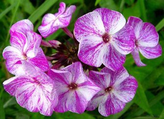 Флокс метельчатый Phlox paniculata 'Potpourri Purple'