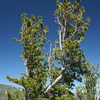 Сосна белокорая (Pinus albicaulis)