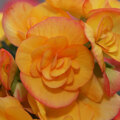 Begonia elatior Eva (R)