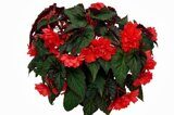 Begonia-Summerwings-Double-Red