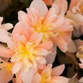 Begonia RiseUp Sansibel Peach (R)