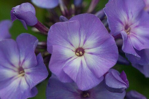 Флокс метельчатый Phlox paniculata 'Blue Boy'