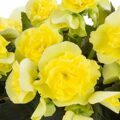 Begonia elatior Solenia Yellow (R)