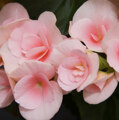 Begonia elatior Louise (R)