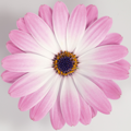 Osteospermum Dalina Felicia_62691