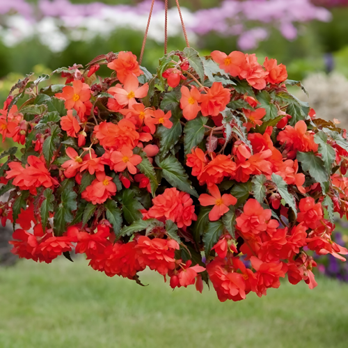 Бегония ампельная Belina 'Orange' (V)