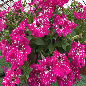 Петуния ампельная Sky 'Cherry Sky' (S)