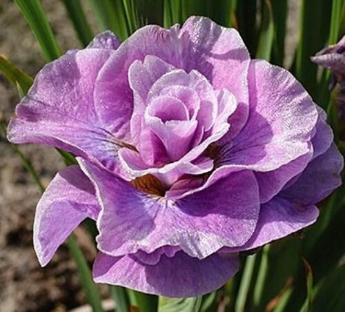 Iris Sibirica Pink Parfait