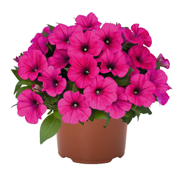 Петуния ампельная Potunia 'Neon' (D)
