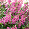 Angelonia Angelos_Trailing_Pink_21144_1