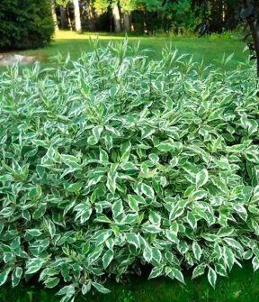 Дёрен белый Sibirica 'Variegata'