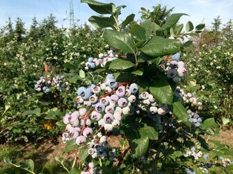 Голубика  высокорослая  Vaccinium  corymbosum  'Nelson'