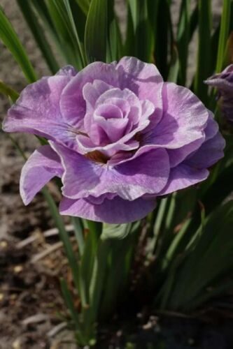 Iris Sibirica Pink Parfait