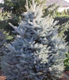 Ель голубая, или колючая Glauca Arizona