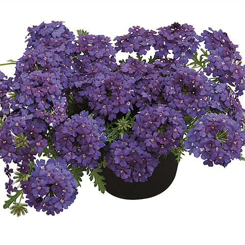 Вербена Vepita 'Blue Violet' (K)