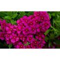 Verbena Estrella Dark Purple