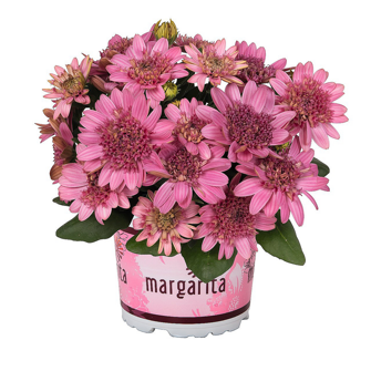 Остеоспермум Margarita Double 'Pink' (D)