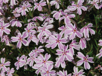 Флокс шиловидный Phlox subulata 'Kimono Pink-White' (F)